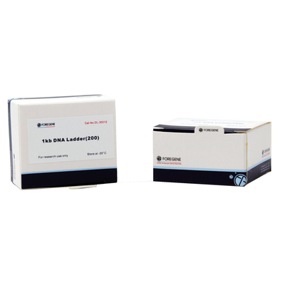 A eletroforese do gel do Agarose usa a escada do ADN com os tamanhos que variam de 1 Kb ao Kb 8