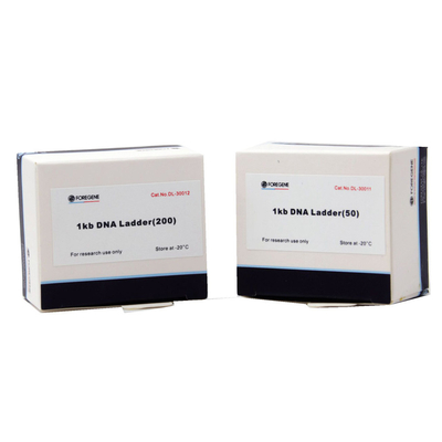 A eletroforese do gel do Agarose usa a escada do ADN com os tamanhos que variam de 1 Kb ao Kb 8