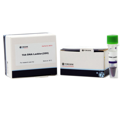 A eletroforese do gel do Agarose usa a escada do ADN com os tamanhos que variam de 1 Kb ao Kb 8