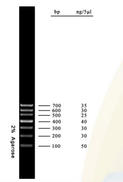Escada 700bp do ADN do jogo do PCR do gel do Agarose do marcador do ADN para testes da biologia molecular
