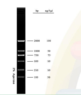 escada do ADN do jogo do PCR do gel do Agarose do marcador do ADN 2000bp para a pesquisa