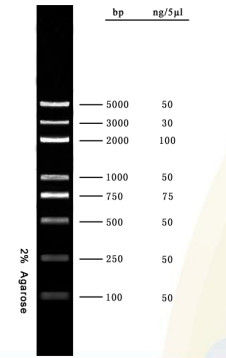Escada 5000bp do ADN do jogo do PCR do gel do Agarose do marcador do ADN para testes da biologia molecular da pesquisa